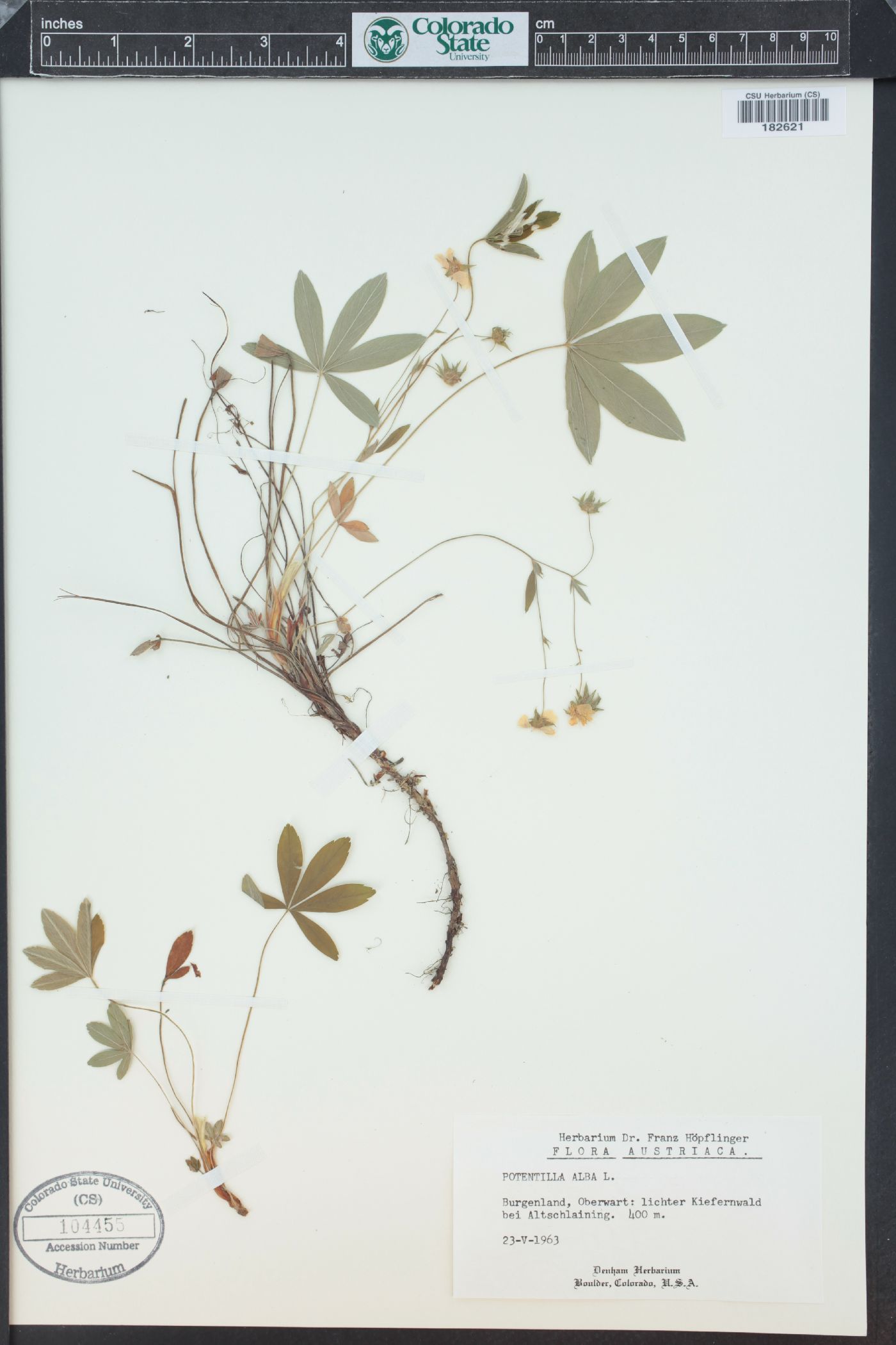Potentilla alba image