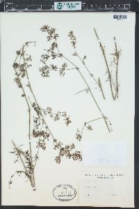 Galium verum image