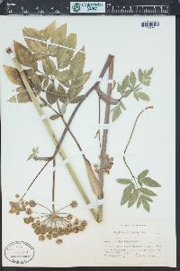 Angelica sylvestris image