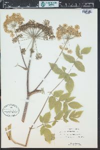 Image of Angelica sylvestris