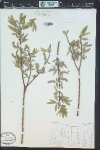 Salix lucida image