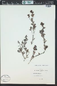 Image of Globularia alypum