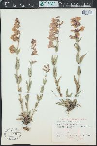 Penstemon secundiflorus image