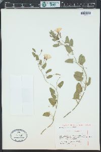 Convolvulus arvensis image