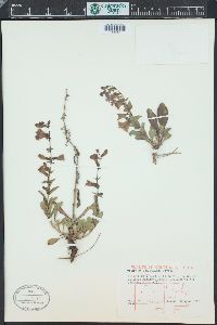 Penstemon cyanocaulis image