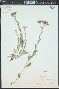 Aster amellus image