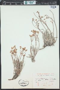 Eriogonum lonchophyllum image