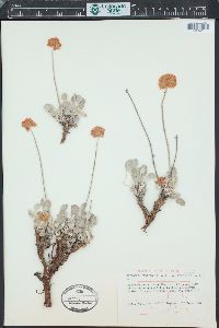 Eriogonum ovalifolium image