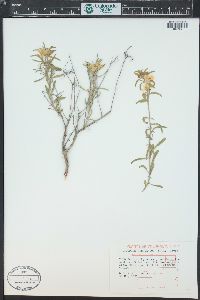 Oenothera serrulata image