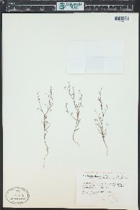 Gayophytum diffusum image