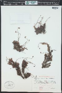 Saxifraga bronchialis subsp. austromontana image
