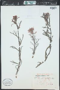 Castilleja angustifolia var. dubia image