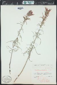 Castilleja linariifolia image