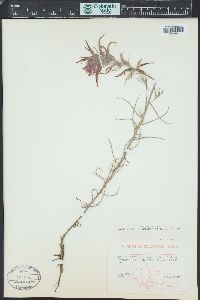 Castilleja linariifolia image