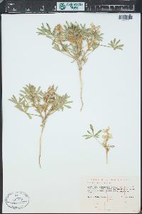 Lupinus pusillus image