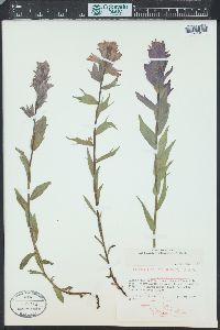 Castilleja rhexiifolia image