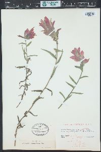 Castilleja rhexiifolia image