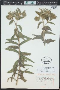 Onosmodium bejariense image