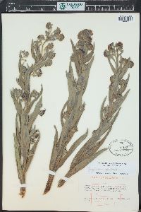 Cynoglossum officinale image