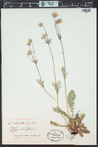 Geum triflorum image