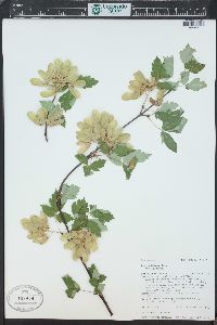 Acer glabrum image