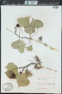 Populus deltoides subsp. monilifera image