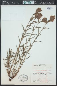 Castilleja rhexiifolia image