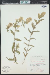 Castilleja sulphurea image