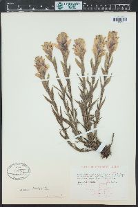 Castilleja sulphurea image