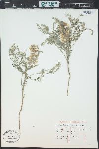 Sophora nuttalliana image