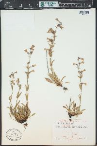 Penstemon virens image