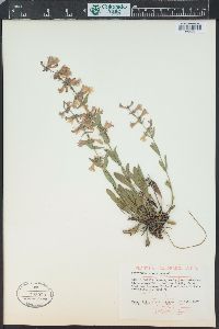 Penstemon virens image