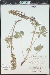 Lupinus prunophilus image