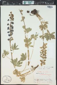 Lupinus prunophilus image