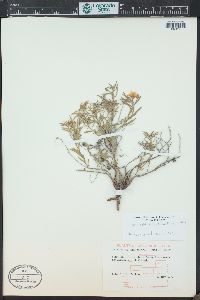 Oenothera serrulata image