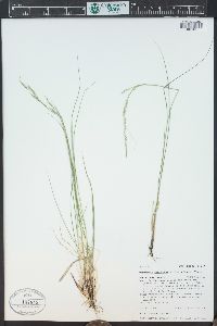 Piptatheropsis micrantha image
