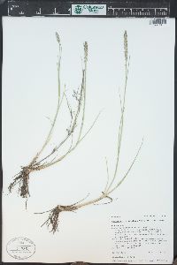 Muhlenbergia wrightii image