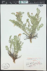 Astragalus laxmannii image