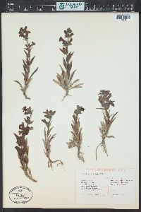 Penstemon albidus image