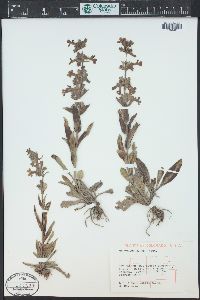 Penstemon albidus image