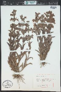 Penstemon albidus image