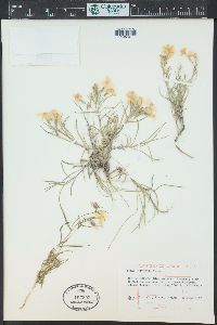 Phlox longifolia image