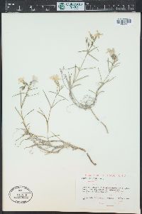 Phlox longifolia image