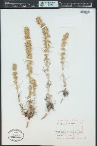 Ipomopsis spicata image