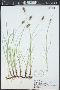 Carex praegracilis image