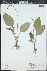 Plantago major image