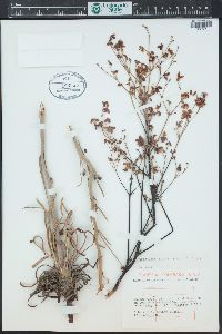 Eriogonum alatum image