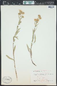 Symphyotrichum ascendens image