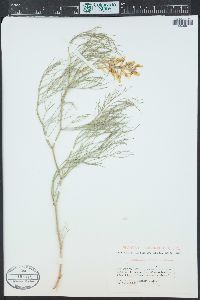 Astragalus pectinatus image