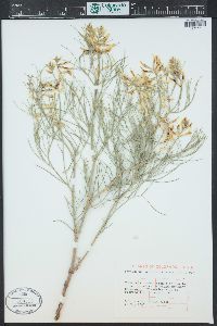 Astragalus pectinatus image